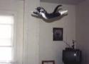 flying cat